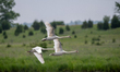 Mute swans take to flight at the Fernald Nature Preserve in Ross, Ohio, on June 18, 2025. 