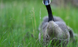 EDMONTON, CANADA - MAY 16: An adult Canada Goose watches over its five-week-old goslings...