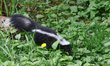 A skunk forages in a backyard for food in Toronto, Ontario, Canada, on May 15, 2023. Skunk...