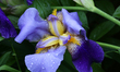 Bearded iris flowers bloom in Markham, Ontario, Canada, on June 12, 2025. 