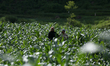 Nepali farmers work in a vegetable garden in Lalitpur, Nepal, on June 26, 2025. 