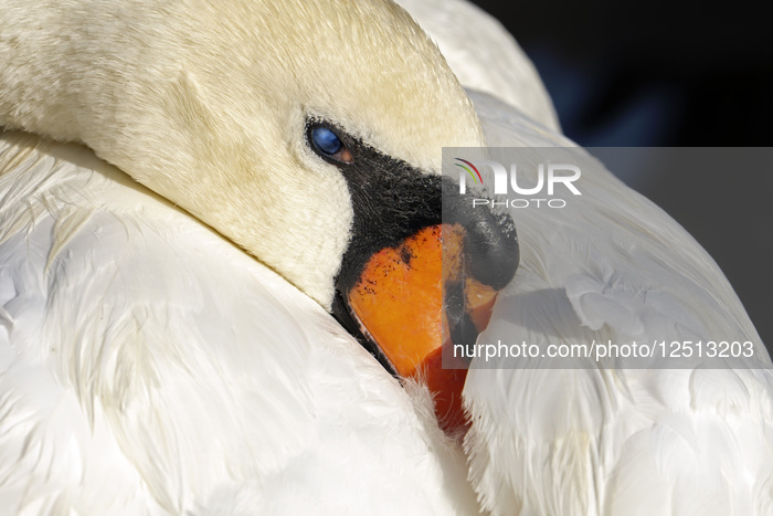 Urban Wildlife In Orlando Florida Nature In The City