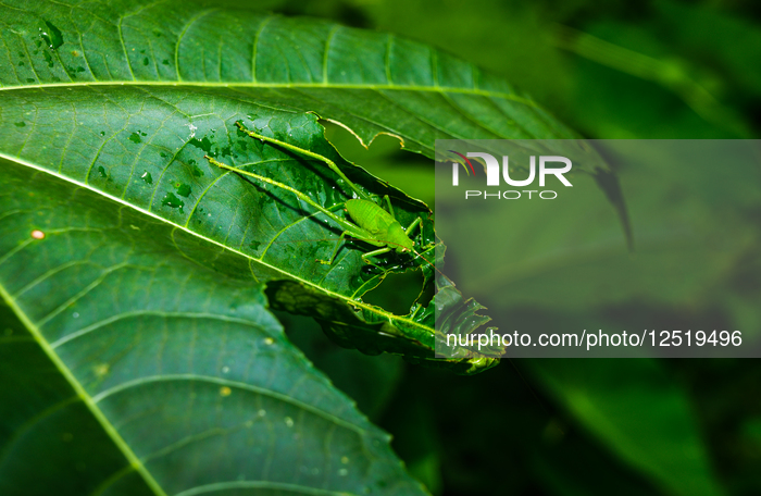 Round-headed Katydid Nymph Camouflaged - False Katydid - Leaf Katydid - Animal India