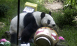 Xin Xin panda is seen at the Chapultepec Wildlife Conservation Center during the 35th birt...