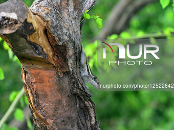 A squirrel sits on a branch of a tree in Siliguri, India, on July 2, 2025.  by Diptendu Dutta/NurPhoto