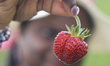 A woman holds a freshly picked strawberry at a farm in Markham, Ontario, Canada, on July 1...