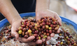Finca Santa Barbara owner Jhon Samboni checks coffee beans fermenting in barrels in Algeci...