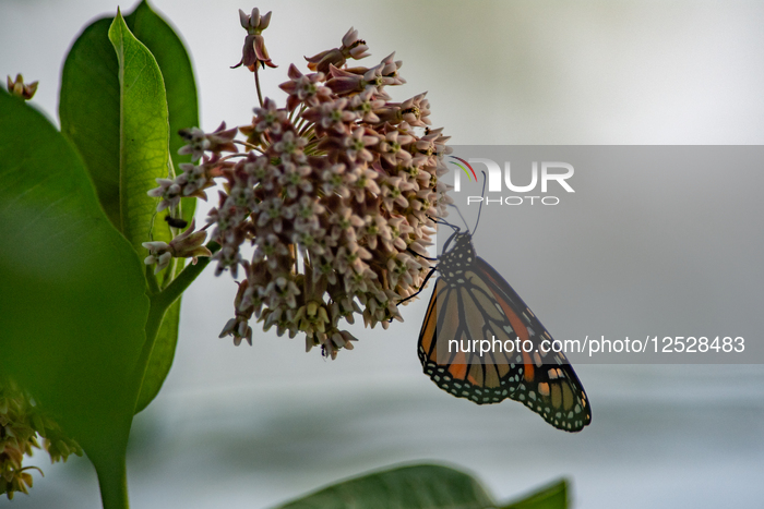 Monarch Butterflies And Bumblebees Feeding