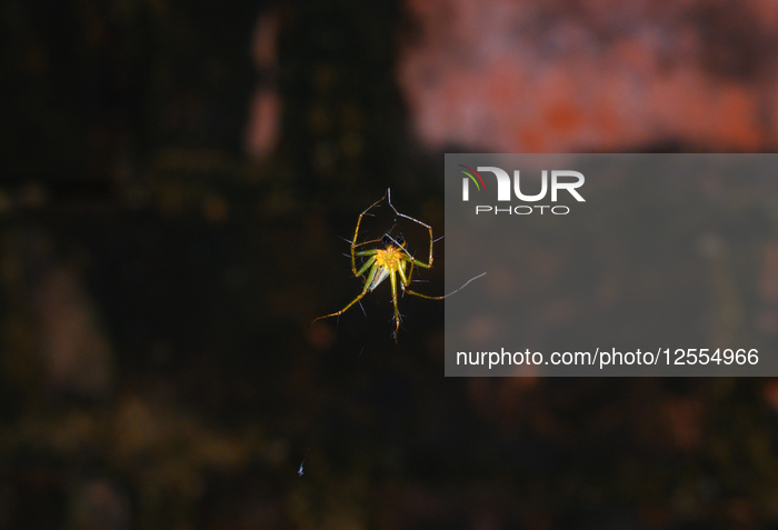 Lynx Spider (Oxyopes Sunandae) - Animal India 