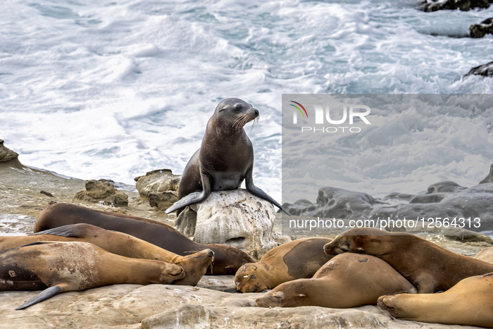 Sea Lions And Seal In La Jolla California