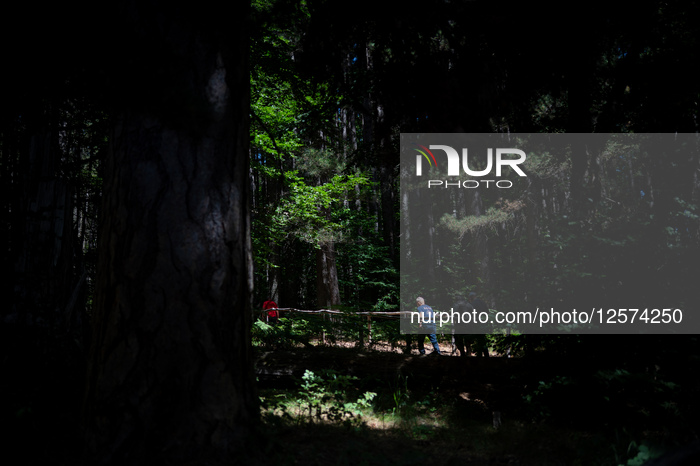 I Giganti Della Sila Amid The Ancient Trees In The Sila National Park