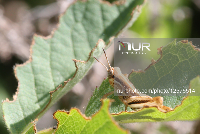 Red-legged Grasshopper Nymph