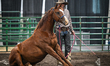 EDMONTON, CANADA - JULY 23:Southern Alberta cowboy and trainer Joel Lybbert demonstrates...