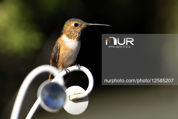 Hummingbirds Of Arizona