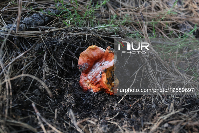 Collect Wild Mushrooms Species In La Malinche