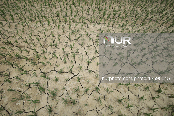 Perils Of Drought In Madhesh Province/ Terai In Nepal