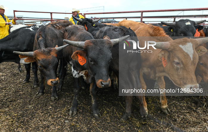 Bruce Stampede Returns For The 111th Year With Rodeo Action And Heritage