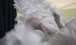 A young woman dressed as an angel adjusts her dress as she rests after performing in a cer...