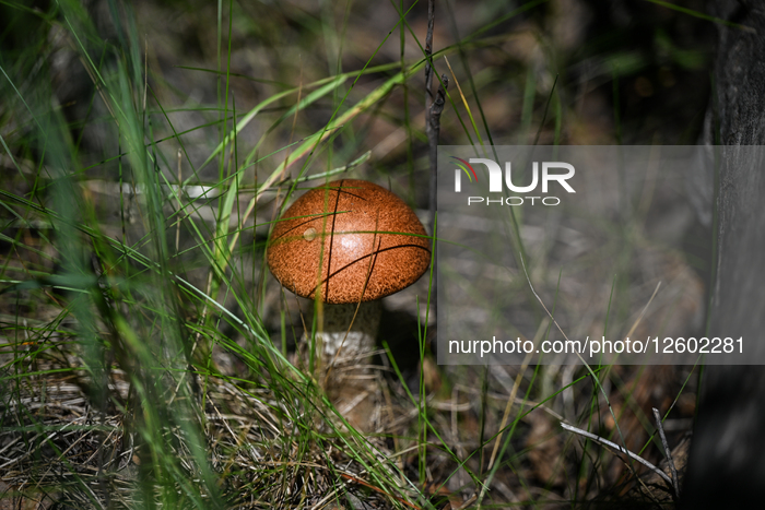 Daily Life In Edmonton