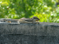 A squirrel is seen on a tree while it eats food in Siliguri, India, on August 1, 2025. 