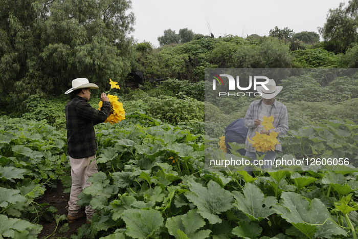 Pumpkin Blossom Harvesting In Mexico City