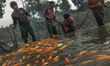 A fish farmer in Patumbak Satu, Deli Serdang, North Sumatra, harvests three-month-old carp...