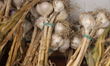Garlic is at a farmers market in Markham, Ontario, Canada, on July 27, 2025. 