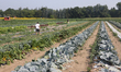 Various vegetables grow at a farm in Markham, Ontario, Canada, on August 4, 2025. 