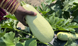 A woman picks squash at a farm in Markham, Ontario, Canada, on August 4, 2025. 