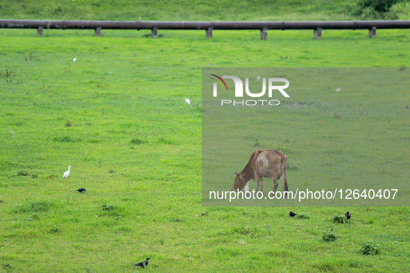 Cattle graze on open ground on the outskirts of Kathmandu, Nepal, on August 13, 2025.  by Subaas Shrestha/NurPhoto