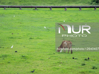 Cattle graze on open ground on the outskirts of Kathmandu, Nepal, on August 13, 2025.  by Subaas Shrestha/NurPhoto