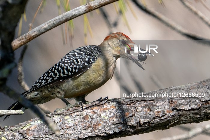 Birds Woodpecker Eats A Berry
