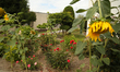 In Krakow, Poland, on August 27, 2025, a vegetable garden in the men's ward is tended by i...
