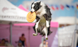 The Zawody Latajacych Psow (Flying Dogs Competition) brought speed, agility and aerial fla...