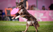 The Zawody Latajacych Psow (Flying Dogs Competition) brought speed, agility and aerial fla...