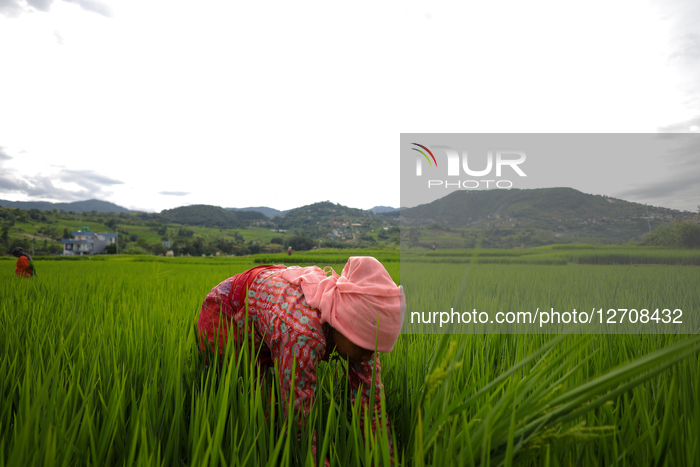 Green Paddy Fields Brings Good News For Nepali Farmers