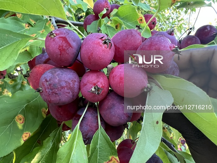 Tiny Wild Apples For Achar Making