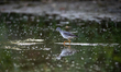A sandpiper is seen during the morning hours at the Oxbow Nature Conservancy in Lawrencebu...