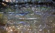 A sandpiper is seen during the morning hours at the Oxbow Nature Conservancy in Lawrencebu...