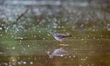A sandpiper is seen during the morning hours at the Oxbow Nature Conservancy in Lawrencebu...