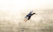 A sandpiper is seen during the morning hours at the Oxbow Nature Conservancy in Lawrencebu...