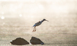 A sandpiper is seen during the morning hours at the Oxbow Nature Conservancy in Lawrencebu...