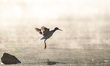 A sandpiper is seen during the morning hours at the Oxbow Nature Conservancy in Lawrencebu...