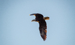 An American bald eagle is seen during the morning hours at the Oxbow Nature Conservancy in...
