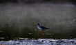 A sandpiper is seen during the morning hours at the Oxbow Nature Conservancy in Lawrencebu...