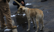 A dog is seen at the scene of the explosion of a gas tanker that overturns near the Puente...
