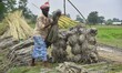 A farmer prepares a bundle of jute for drying to make threads in Nagaon District, Assam, I...