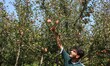 A Kashmiri farmer harvests apples during the harvest season at an orchard in Pulwama, Sout...
