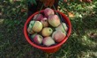 A Kashmiri farmer carries a basket full of fresh apples during the harvest season at an or...