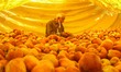 Mohammad Qasim Dar, 60, a Kashmiri farmer, sorts apples during the harvest season at an or...